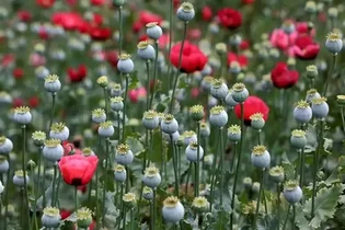 مجوز کشت شاهدانه صنعتی و شقایق ایرانی با هدف خودکفایی دارویی