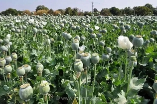 ستاد مبارزه با مواد مخدر: کشت خشخاش و شاهدانه در ایران ممنوع و محدود به نقاط دورافتاده
