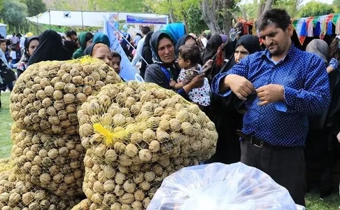 جشنواره گردو در روستای طاد تفرش برای معرفی ظرفیت‌های محلی برگزار شد
