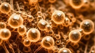 ظهور قارچ مقاوم به تمام داروهای ضدقارچ در کنیا