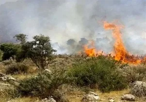 آتش‌سوزی در باغات عنبرآباد مهار شد
