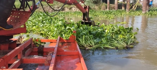 پاکسازی سنبل آبی در تالاب نهنگ‌روگا بندرانزلی