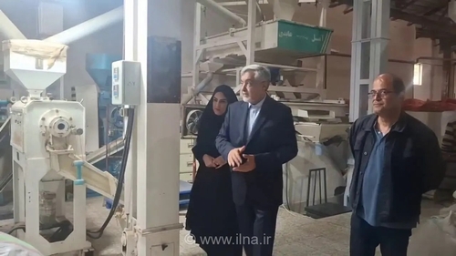 افزایش ۵ درصدی تولید شلتوک در رشت؛ پیش‌بینی تولید ۲۲۰ هزار تنی