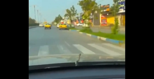 ظهور مار از کاپوت خودرو در مازندران
