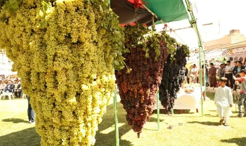 فروش جشنواره انگور هزاوه از 300 میلیارد ریال فراتر رفت