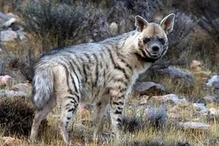 بازگشت باشکوه کفتار ایرانی به طارم سفلی؛ نتیجه تغییر نگرش مردم و حمایت از حیات وحش در قزوین