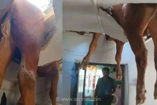 سقوط گاو نر از پشت‌بام به داخل خانه در حادثه‌ای عجیب