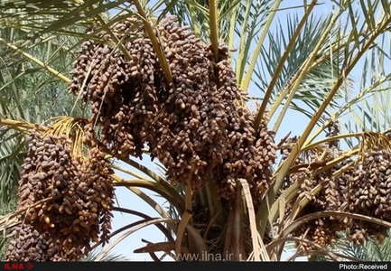 آغاز طرح ملی مدیریت ضایعات خرما در بهبهان