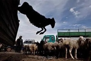 چرا با وجود کاهش ۳۰ درصدی قیمت دام زنده، نرخ گوشت در بازار همچنان گران است؟