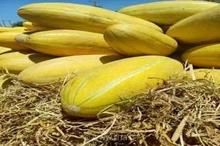 تربت‌جام با ثبت رکورد تولید ۱۷۵ هزار تن خربزه، قطب اصلی تأمین این محصول در بازارهای داخلی و صادراتی ایران شد
