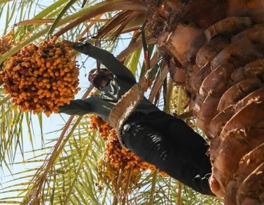 برداشت ۲۰ هزار تن خرما از نخیلات شادگان؛ پیش‌بینی تولید تا ۱۰۰ هزار تن