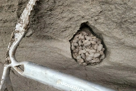 کپسول زمان ۷۰۰هزار ساله؛ مدفوع سنجاب‌های کانادا اسرار حیات عصر یخبدان را آشکار کرد