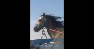 حرکات عجیب سر اسب در جاده؛ گویی در حال دویدن است!