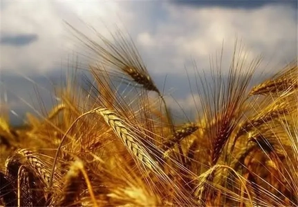 پیش‌بینی تولید 480 هزار تن گندم در استان مرکزی