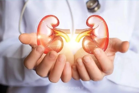 ۶ عادت ساده برای حفظ سلامت کلیه‌ها و پیشگیری از بیماری‌ها