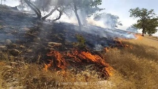 آتش‌سوزی در تالاب نئور اردبیل مهار شد؛ با مشارکت مردمی