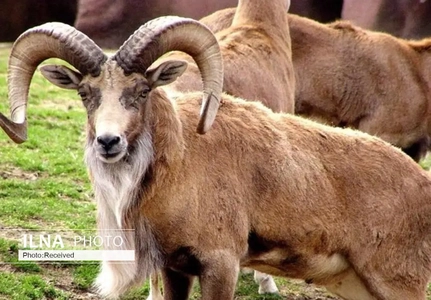کشف گوشت سه کل وحشی شکار شده در خوروبیابانک