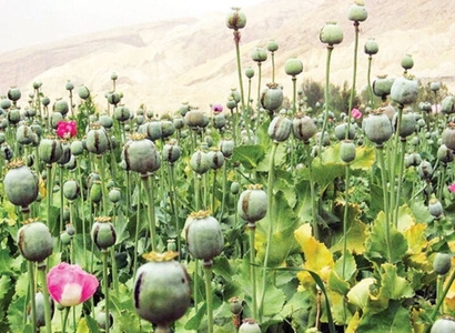 کشت کنترل‌شده شاهدانه و شقایق برای تامین نیاز دارویی کشور