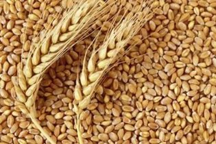 توزیع بیش از ۱۸ هزار تن بذر گواهی‌شده در لرستان