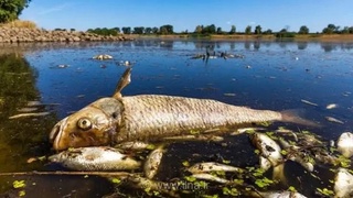 تلف شدن ماهی‌ها در رودخانه گیوی‌چای کوثر به دلیل گل‌آلود بودن آب