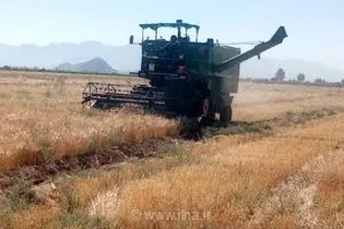 پایان موفقیت‌آمیز برداشت محصولات شتوی در نی‌ریز؛ ثبت رکورد ۲۵۵۰ تن گندم و جو در مزارع این شهرستان
