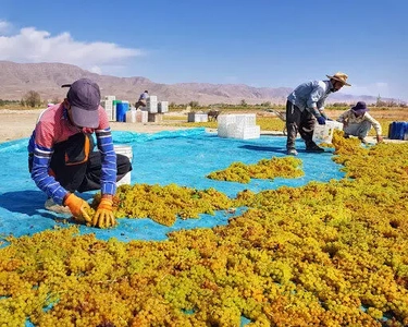 خرید حمایتی کشمش باغداران خنداب در دستور کار وزارت جهاد کشاورزی
