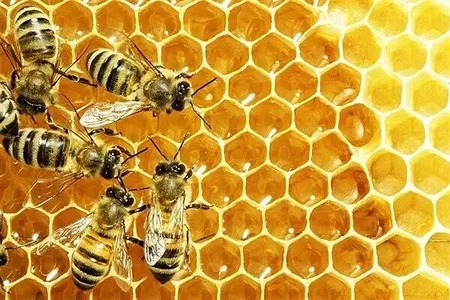 اصول آماده‌سازی کندو برای زمستان؛ راهکاری برای کاهش تلفات زنبور عسل
