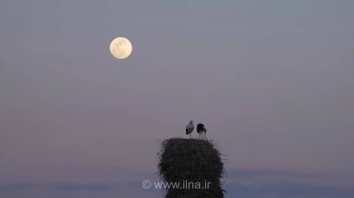 مستند «خانه‌ای برای لک‌لک‌ها» آماده نمایش شد؛ روایتی از همزیستی انسان و پرنده