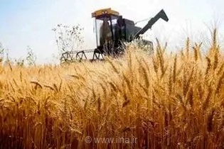 خرید بیش از 635 هزار تن گندم مازاد کشاورزان کردستانی به صورت تضمینی