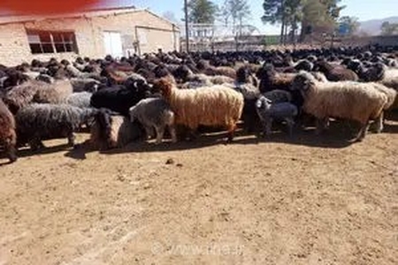 گام تازه‌ مرکز تحقیقات کشاورزی فارس در اصلاح نژاد گوسفند کبوده