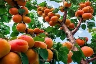 پایان برداشت ۲۵ هزار تنی زردآلو در فارس؛ سهمی ۴.۲ درصدی از تولید ملی
