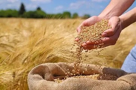 صدور مجوز واردات گندم برای مصارف صنف و صنعت از 18 شهریور