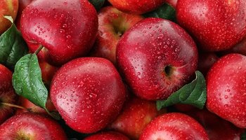 آغاز برداشت ۲۷۰ هزار تن سیب پاییزه در فارس
