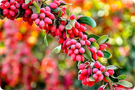 نجات زرشک خراسان جنوبی از خام‌فروشی با ایجاد زنجیره ارزش