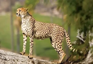 مشاهده دوباره هلیا و توله‌هایش در خراسان شمالی؛ تلاش‌ها برای بقای یوزپلنگ آسیایی ادامه دارد