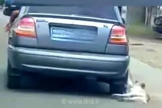 دستگیری مردی به اتهام آزار یک سگ در تالش