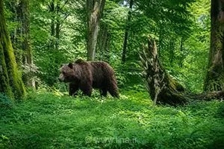 ثبت تصاویر تماشایی از سه قلاده خرس قهوه‌ای در ارتفاعات جنگلی لنگرود با استفاده از دوربین‌های تله‌ای