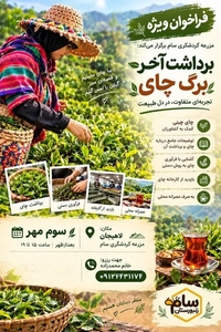 برگزاری رویداد «برداشت آخر برگ چای» در لاهیجان