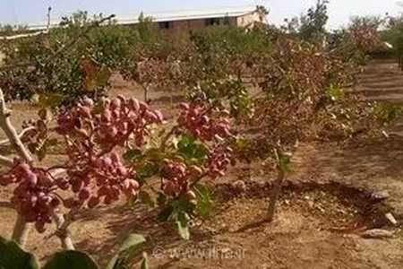 نفس‌های به شماره افتاده بخش کشاورزی و باغات پسته در پی ناترازی‌های انرژی / خسارت‌هایی فراتر از چند ساعت خاموشی