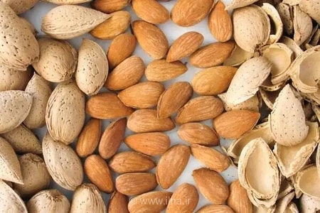 چهارمحال و بختیاری؛ بزرگترین تولیدکننده بادام ایران با هدف توسعه زنجیره ارزش