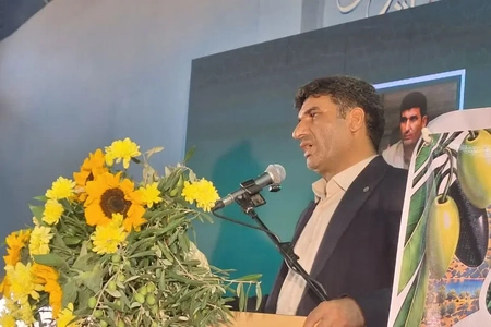 طارم سفلی با کم‌آبی و آفت زیتون رنج می‌برد