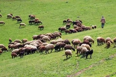 اخراج دام‌های غیرمجاز از مراتع گنبدک تاکستان توسط یگان حفاظت منابع طبیعی