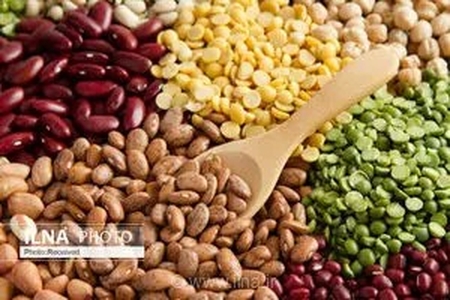 موفقیت کشاورزان قزوینی در برداشت ۲ هزار تن حبوبات دیم با وجود چالش‌های اقلیمی و تنش‌های گرمایی