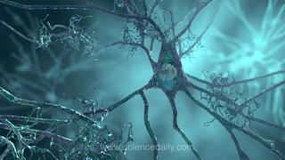 ژن خطر اصلی آلزایمر ممکن است سال‌ها قبل از بروز علائم، سلول‌های مغزی را کوچک کند