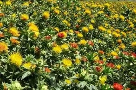 زنجان دومین تولیدکننده گلرنگ در کشور؛ زیر کشت بیش از ۲۲۸۰ هکتار