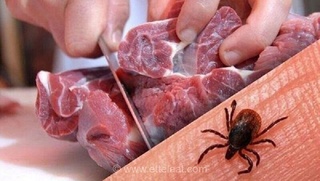 ۹ مورد قطعی تب کریمه کنگو در یزد؛ یک فوتی هم ثبت شد