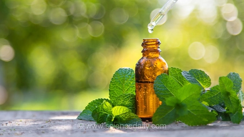 روغن نعناع فلفی در عرض 20 روز فشار خون را کاهش می‌دهد