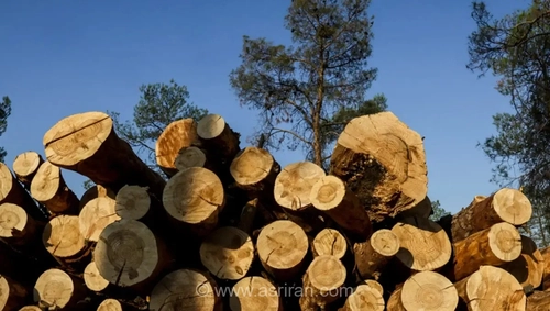 قطع گسترده درختان در بوستان جنگلی چیتگر با طرح شهرداری
