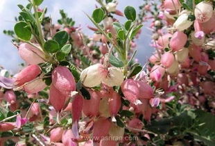 بررسی خاصیت آنتی‌اکسیدانی گیاه «انزروت»