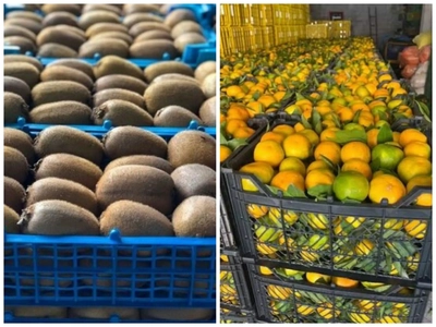 صادرات بیش از ۴۶۰۰ تن نارنگی و کیوی از مازندران به کشورهای همسایه